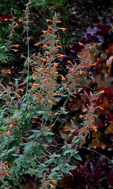 Agastache barberi 'Firebird'