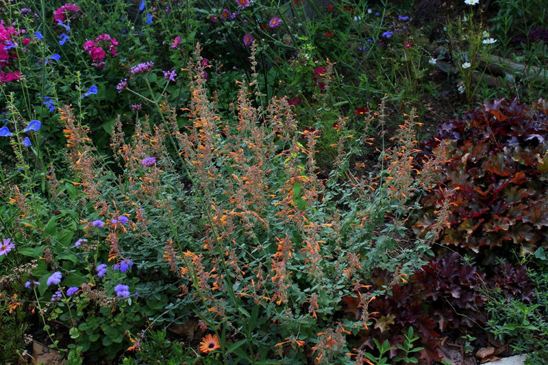 Agastache barberi 'Firebird' (2)