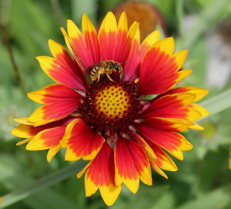 Gaillarde avec petite Maya