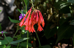 Fuchsia groupe Triphylla, hybride