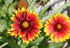 Gaillarde avec petite Maya