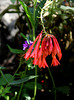 Fuchsia groupe Triphylla, hybride (2)