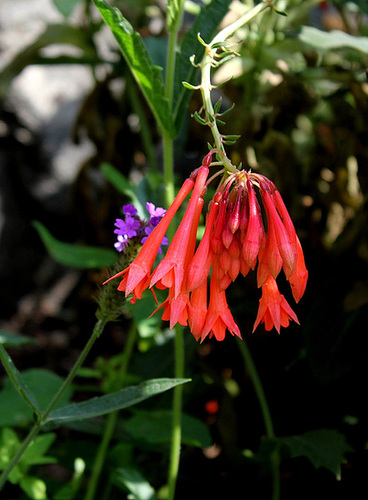 Fuchsia groupe Triphylla, hybride (2)