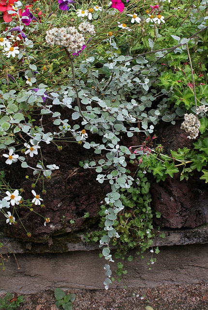 Helichrysum petiolare (2)