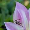 Hemiptera Pentatomidae "Stink Bug" on Petal