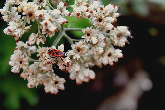 Helichrysum petiolare (3)