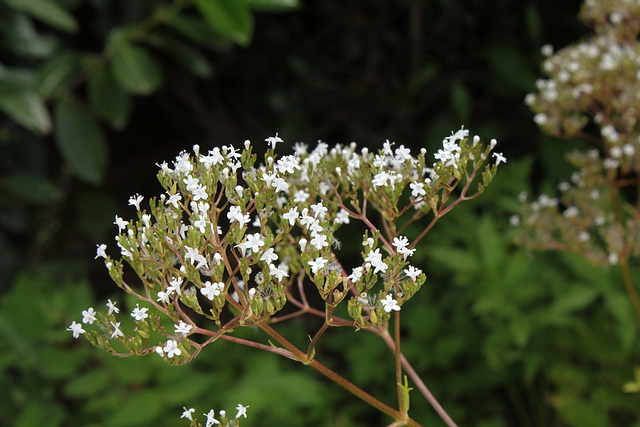 Valériane officinale