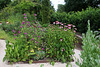 Groupe avec Althea arborea et Echinacea