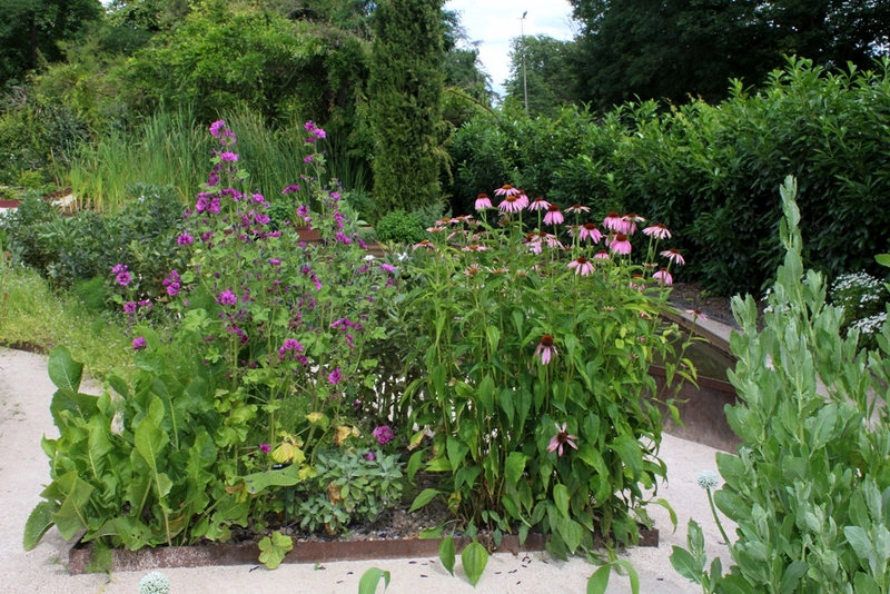 Groupe avec Althea arborea et Echinacea