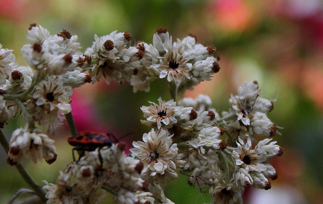 Helichrysum petiolare (5)