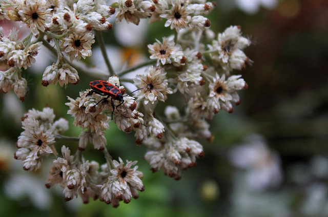 Helichrysum petiolare (6)