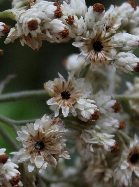 Helichrysum petiolare (7)