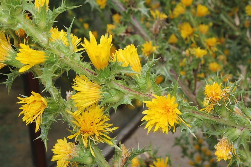 Scolymus hispanicus