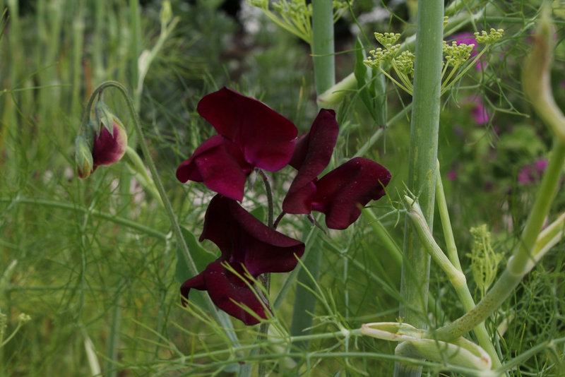 Pois de senteur- Lathyrus odoratus