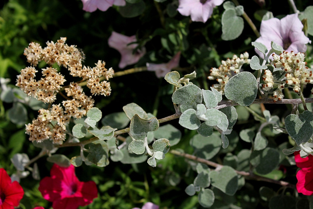 Helichrysum petiolare (10)