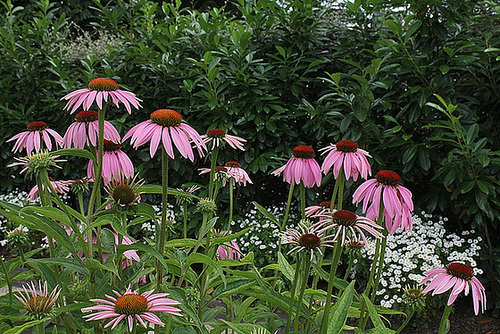 Echinacea purpurea