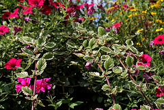 Plectranthus coleoïdes = madagariensis variegata (2)