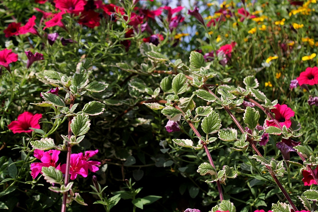 Plectranthus coleoïdes = madagariensis variegata (2)