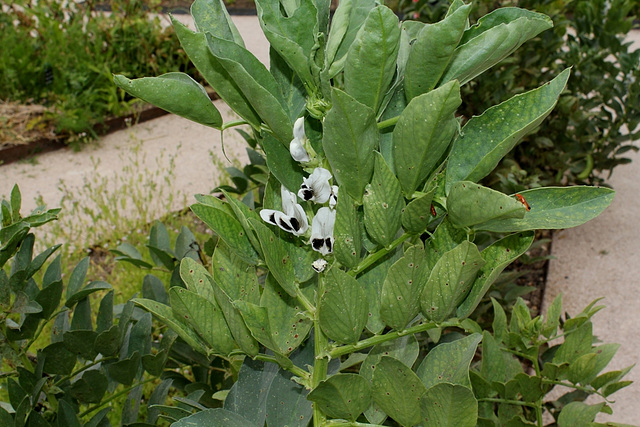 Févier- Vicia faba