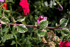 Plectranthus coleoïdes = madagariensis variegata (3)