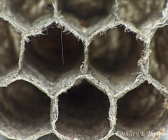 Nickle-sized Wasp Nest Macro