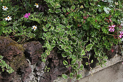 Plectranthus coleoïdes = madagascariensis variegata
