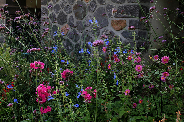 Salvia patens