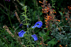 Salvia patens (2)