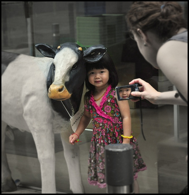 Future model -- the cow or the girl?
