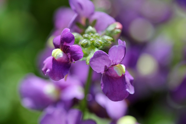 Nemesia fruticans