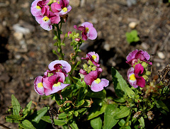Nemesia fruticans rose Nemesia fruticans rose