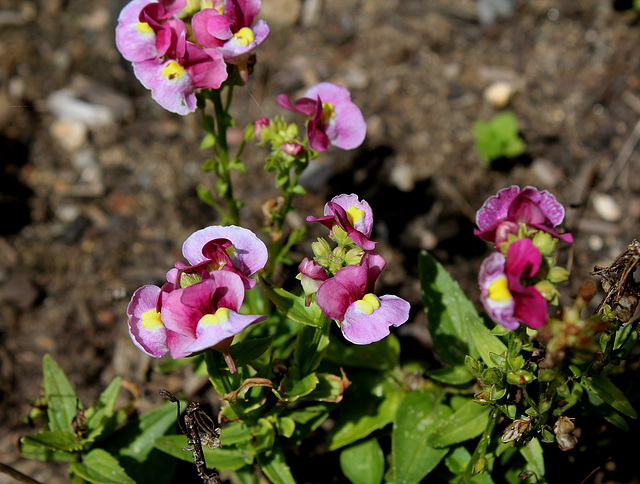 Nemesia fruticans rose