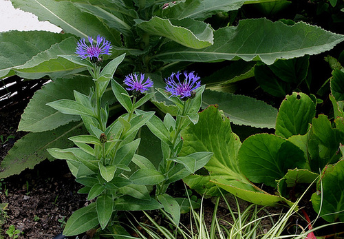 Centaurea montana
