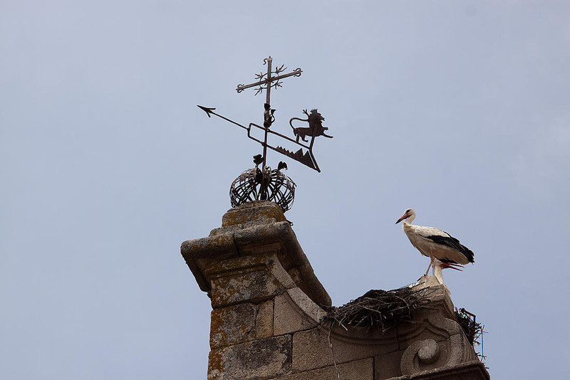 20120512 9599RAw [E] Weißstorch (Ciconia ciconia), Caceres, Altstadt, Extremadura