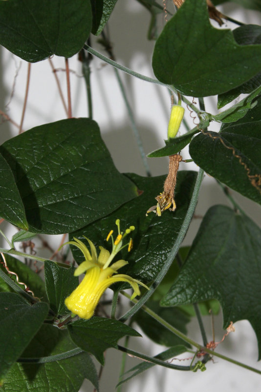 Passiflora citrina - Les 3 âges