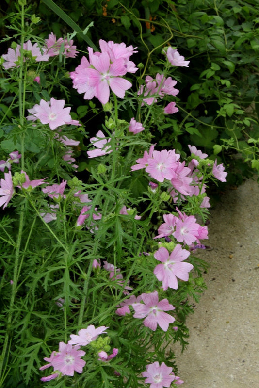 Mauve musquée