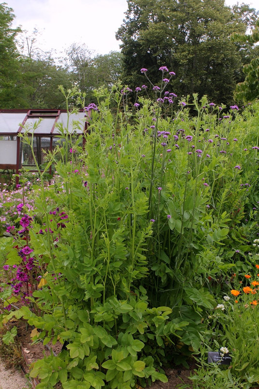 Valeriane officinale