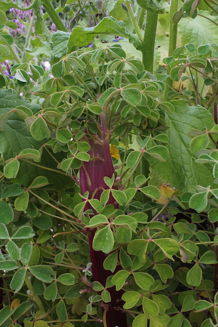 Oxalis tuberosa - Oca du Pérou