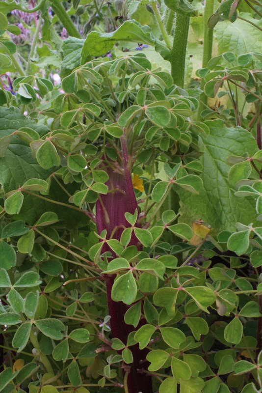 Oxalis tuberosa - Oca du Pérou