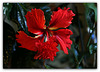 Hibiscus El Capitolio  (3)