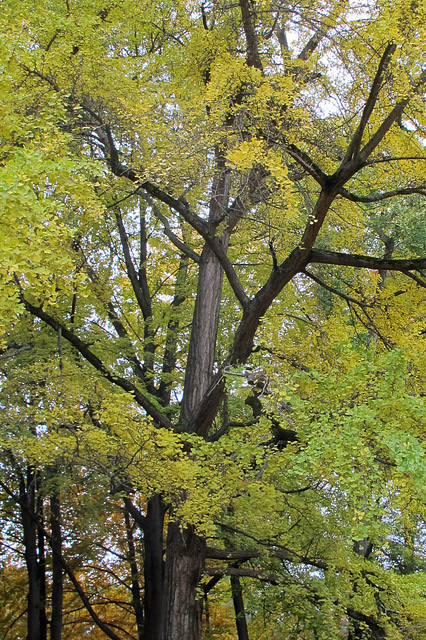 Ginkgo biloba à l'automne