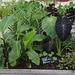 Légumes exotiques