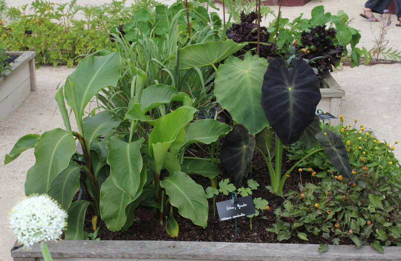 Légumes exotiques