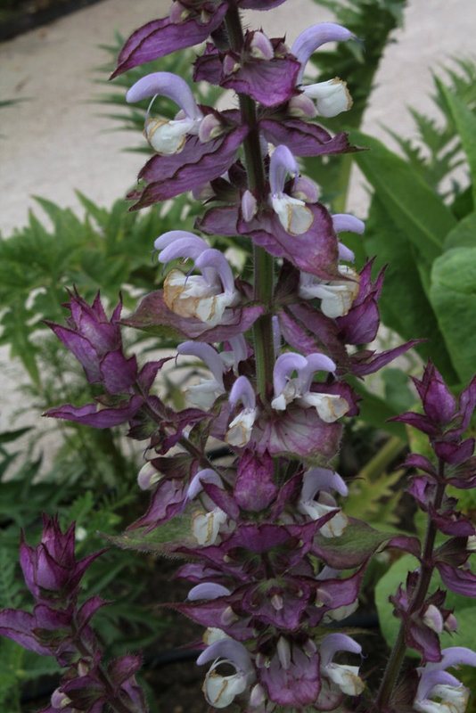 Salvia sclarea-Sauge sclarée