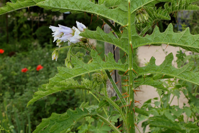 Morelle de Balbis - Solanum sisymbrifolium
