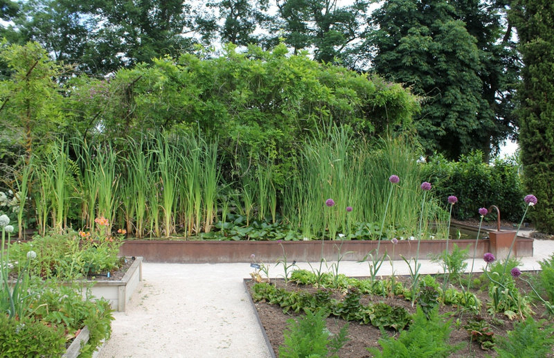 Carré d'ails et de salades , devant un bassin à Typha