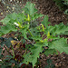 Datura stramoine