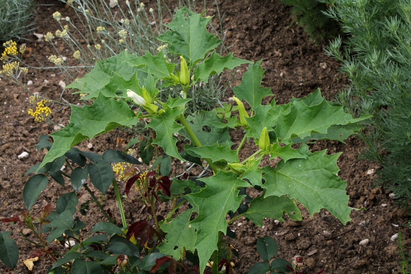 Datura stramoine