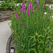 Lythrum salicaria-Salicaire