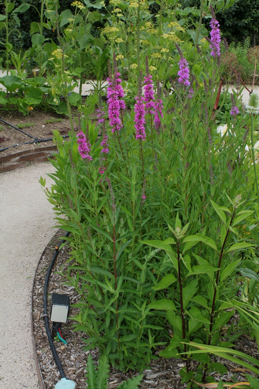 Lythrum salicaria-Salicaire
